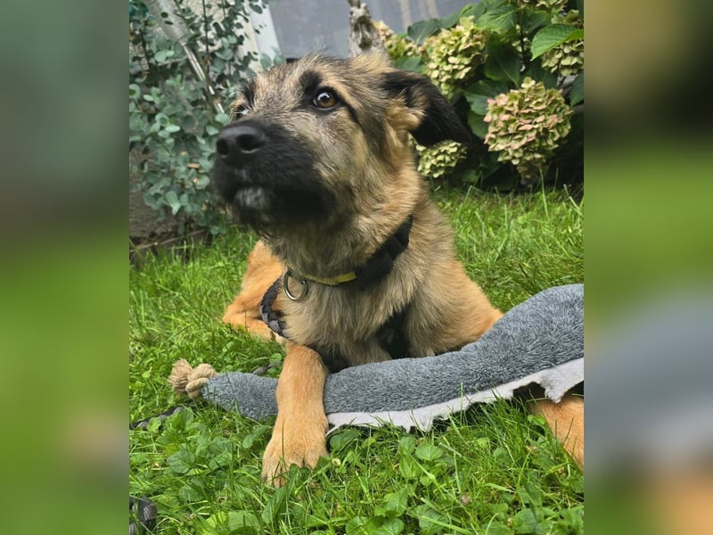 Kira auf Pflegestelle in 40549 Düsseldorf