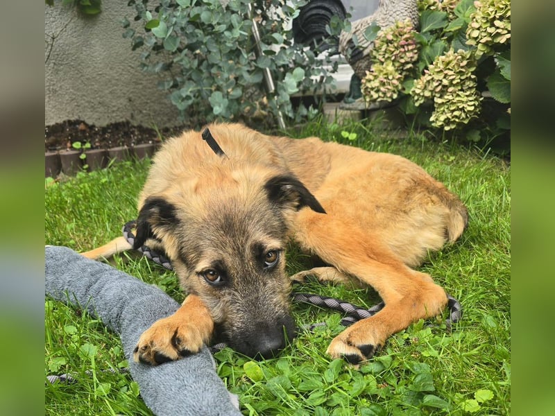 Kira auf Pflegestelle in 40549 Düsseldorf