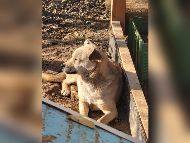 Luka sucht Pflege- oder Endstelle (Rumänien)