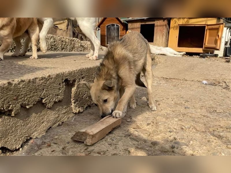 Luka sucht Pflege- oder Endstelle (Rumänien)