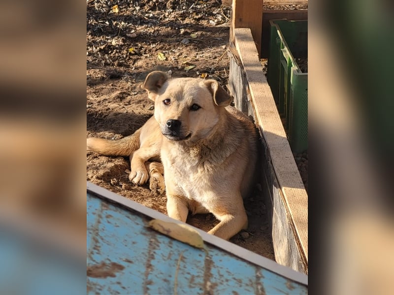 Luka sucht Pflege- oder Endstelle (Rumänien)