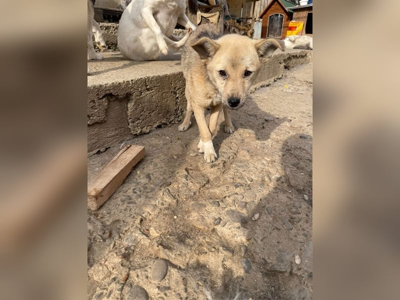 Luka sucht Pflege- oder Endstelle (Rumänien)