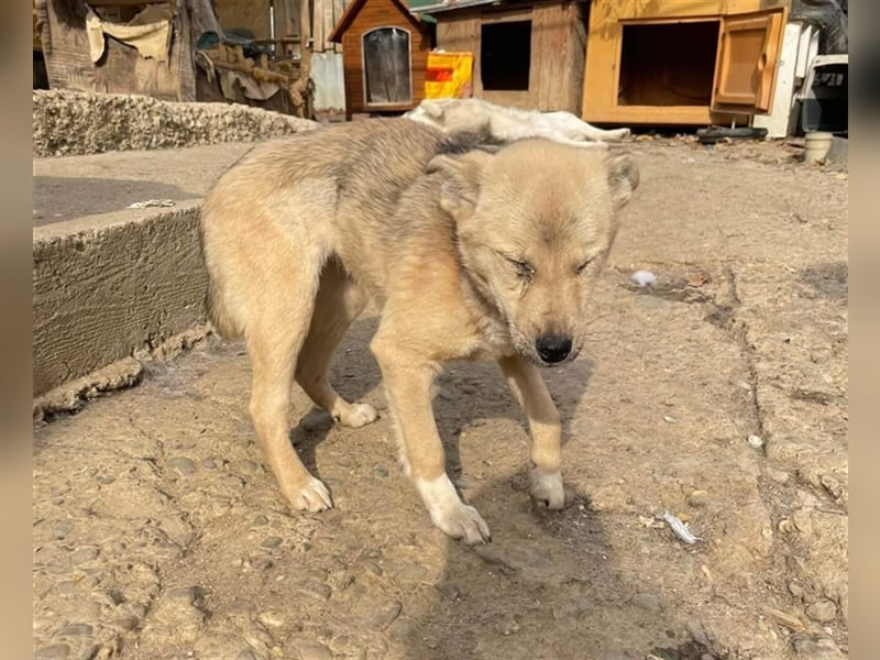 Luka sucht Pflege- oder Endstelle (Rumänien)