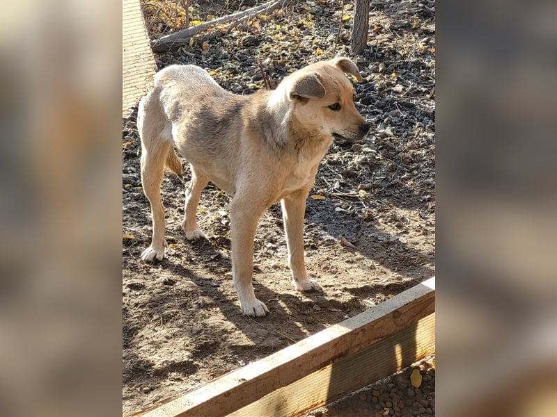 Luka sucht Pflege- oder Endstelle (Rumänien)