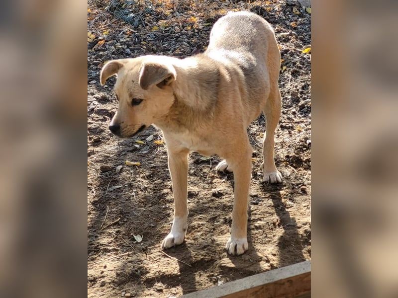 Luka sucht Pflege- oder Endstelle (Rumänien)