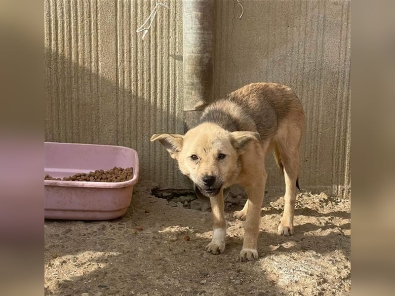 Luka sucht Pflege- oder Endstelle (Rumänien)