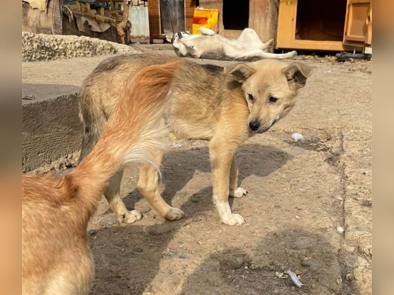 Luka sucht Pflege- oder Endstelle (Rumänien)