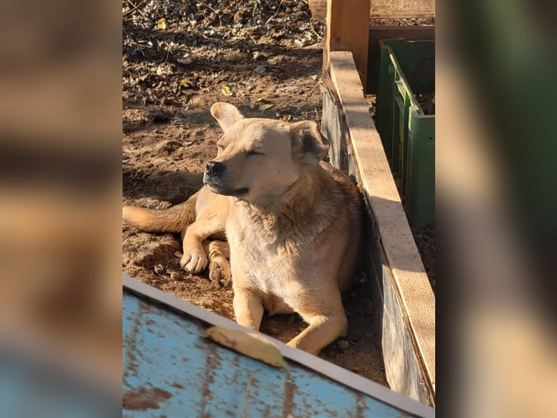 Luka sucht Pflege- oder Endstelle (Rumänien)