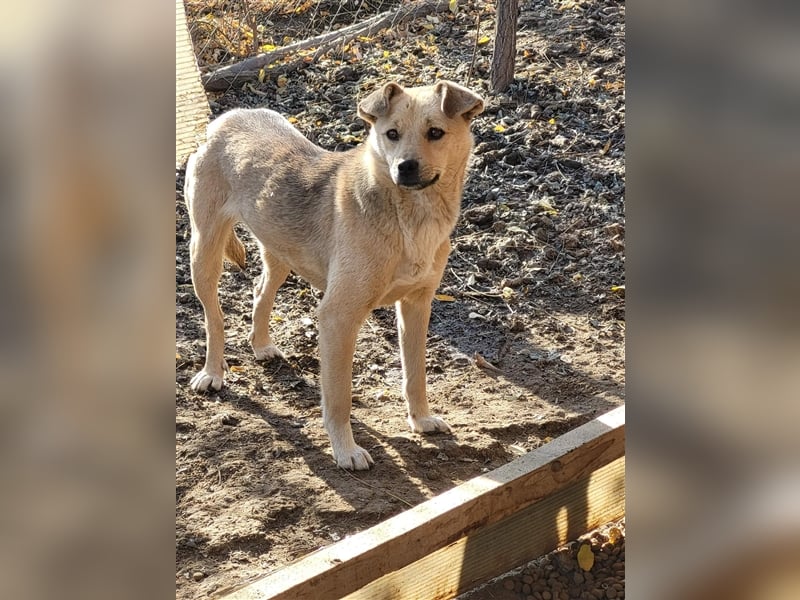 Luka sucht Pflege- oder Endstelle (Rumänien)