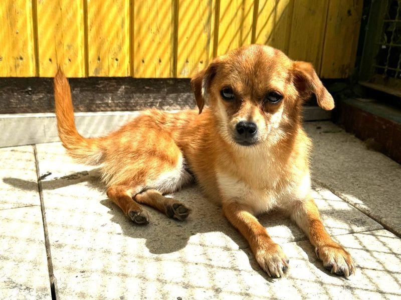 ♥BIENCHEN♥ auf Pflegestelle in Köln - sehr menschenbezogene, selbstbewusste kleine Juniorin 21 cm