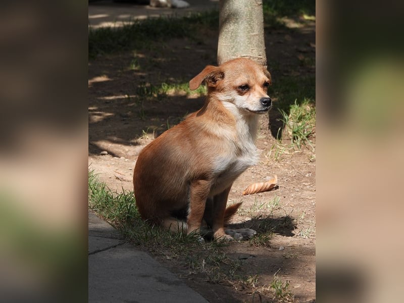 ♥BIENCHEN♥ auf Pflegestelle in Köln - sehr menschenbezogene, selbstbewusste kleine Juniorin 21 cm