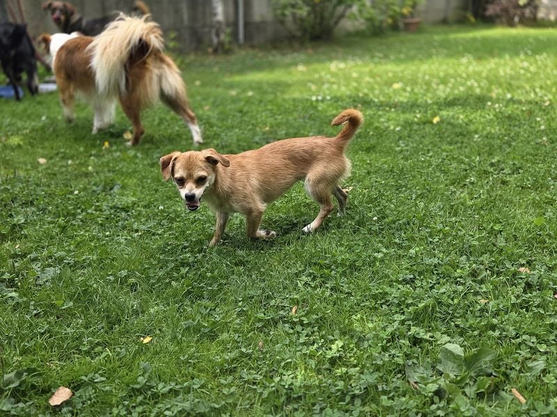 ♥BIENCHEN♥ auf Pflegestelle in Köln - sehr menschenbezogene, selbstbewusste kleine Juniorin 21 cm