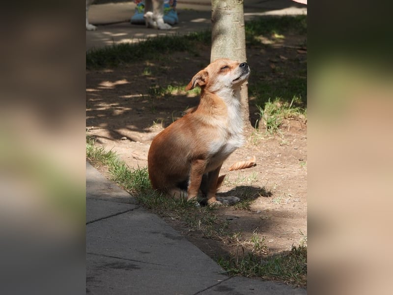 ♥BIENCHEN♥ auf Pflegestelle in Köln - sehr menschenbezogene, selbstbewusste kleine Juniorin 21 cm