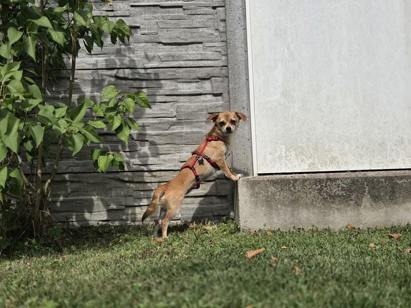 ♥BIENCHEN♥ auf Pflegestelle in Köln - sehr menschenbezogene, selbstbewusste kleine Juniorin 21 cm