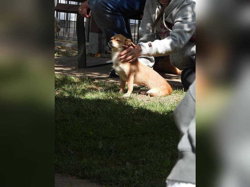 ♥BIENCHEN♥ auf Pflegestelle in Köln - sehr menschenbezogene, selbstbewusste kleine Juniorin 21 cm