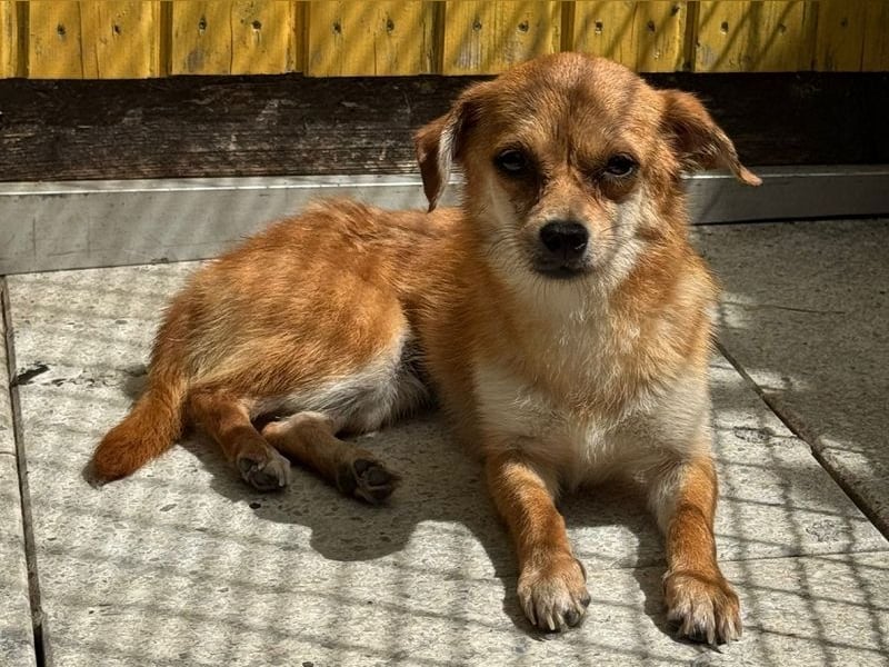 ♥BIENCHEN♥ auf Pflegestelle in Köln - sehr menschenbezogene, selbstbewusste kleine Juniorin 21 cm