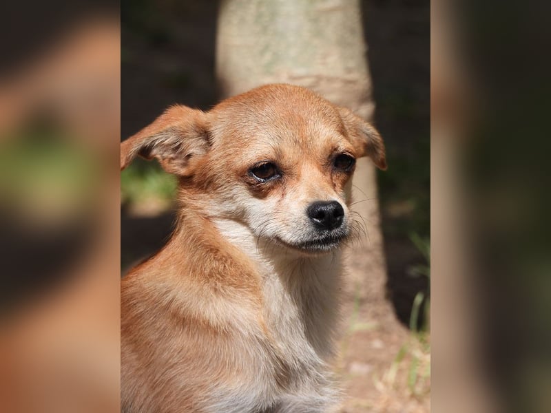 ♥BIENCHEN♥ auf Pflegestelle in Köln - sehr menschenbezogene, selbstbewusste kleine Juniorin 21 cm