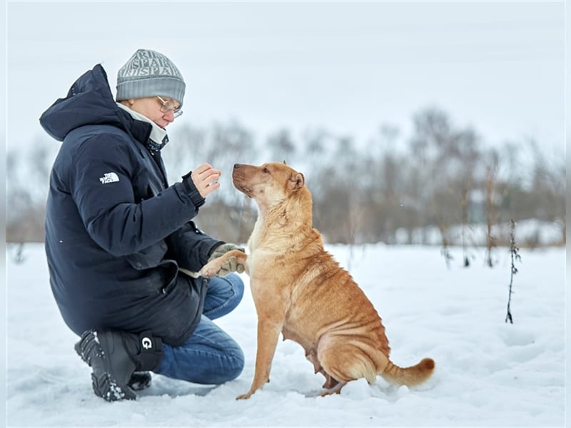 Shar-Pei-Mischling Bonya❤️sucht erfahrene Menschen