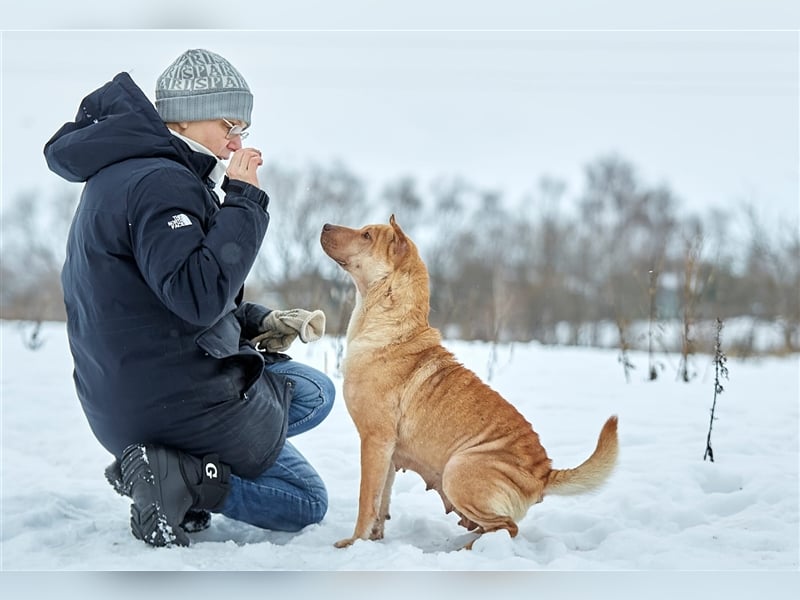 Shar-Pei-Mischling Bonya❤️sucht erfahrene Menschen