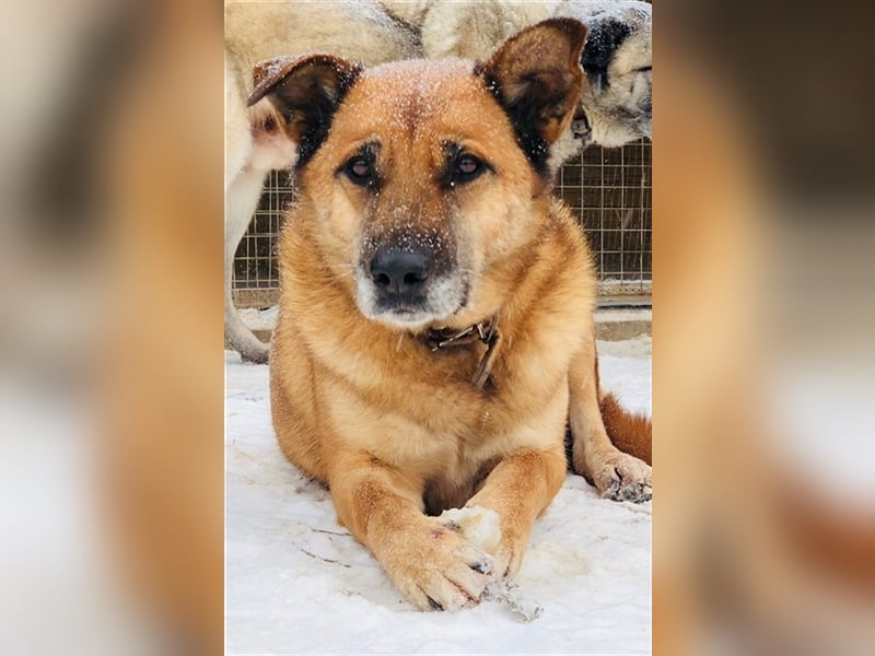 Molly❤️sehnt sich nach ihren Lieblingsmenschen