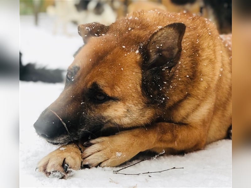 Molly❤️sehnt sich nach ihren Lieblingsmenschen