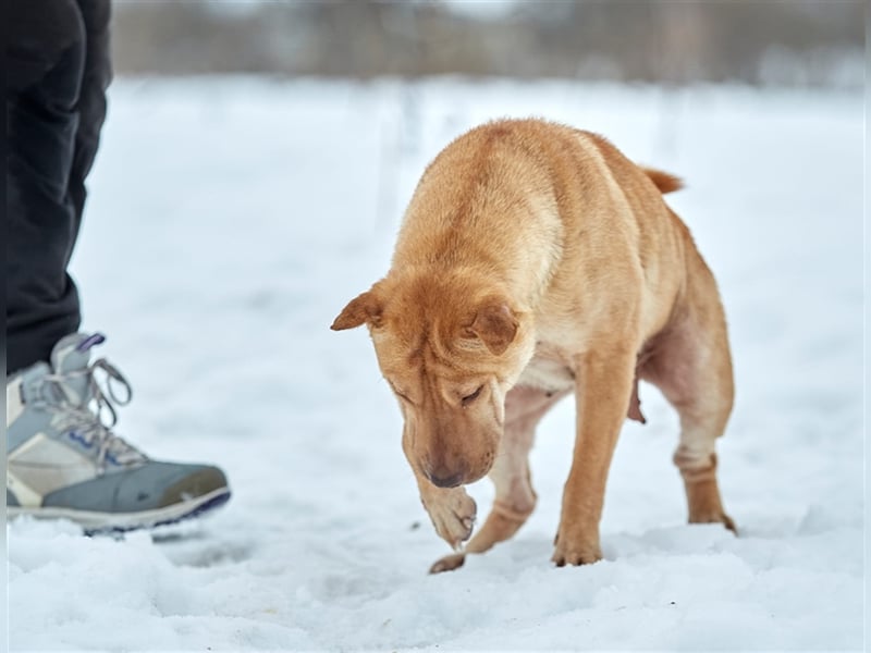 Shar-Pei-Mischling Bonya❤️sucht erfahrene Menschen