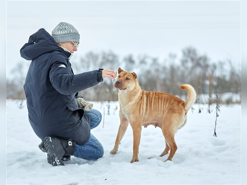 Shar-Pei-Mischling Bonya❤️sucht erfahrene Menschen