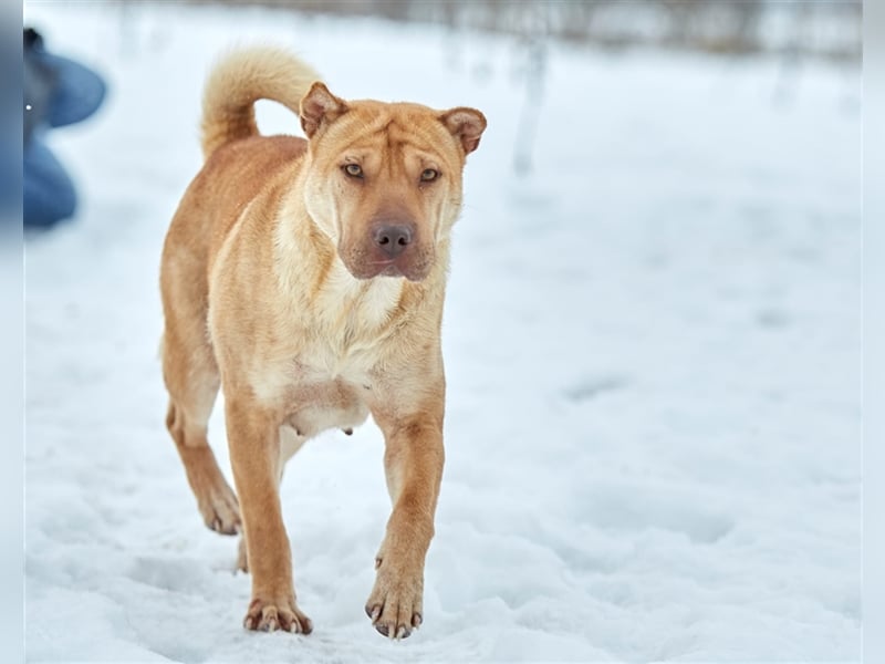 Shar-Pei-Mischling Bonya❤️sucht erfahrene Menschen
