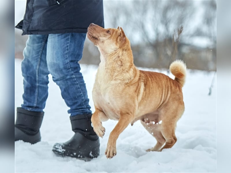 Shar-Pei-Mischling Bonya❤️sucht erfahrene Menschen