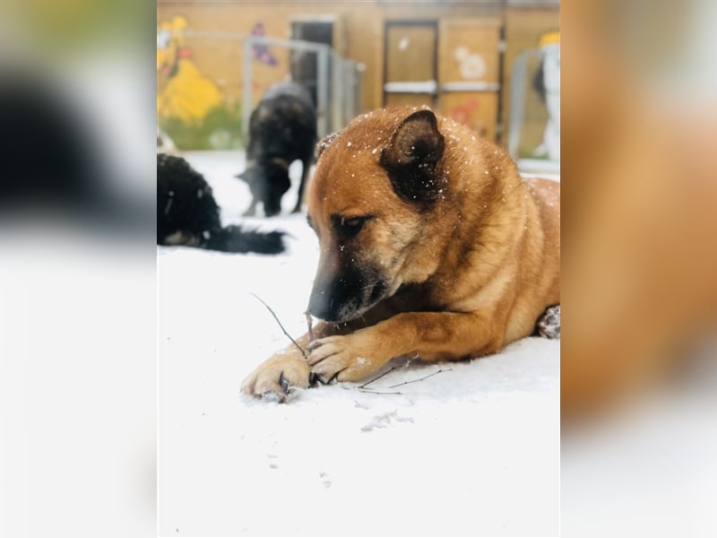 Molly❤️sehnt sich nach ihren Lieblingsmenschen