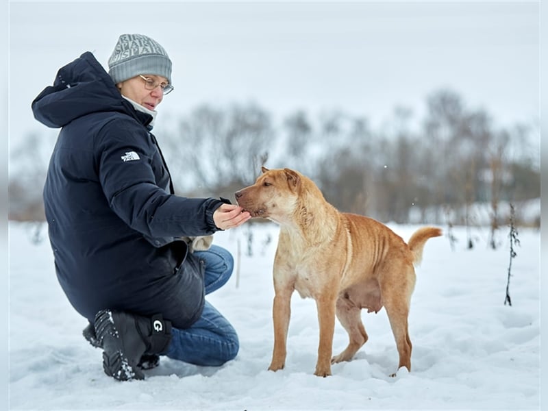 Shar-Pei-Mischling Bonya❤️sucht erfahrene Menschen