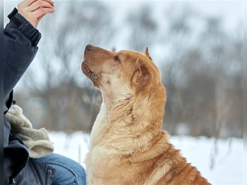 Shar-Pei-Mischling Bonya❤️sucht erfahrene Menschen