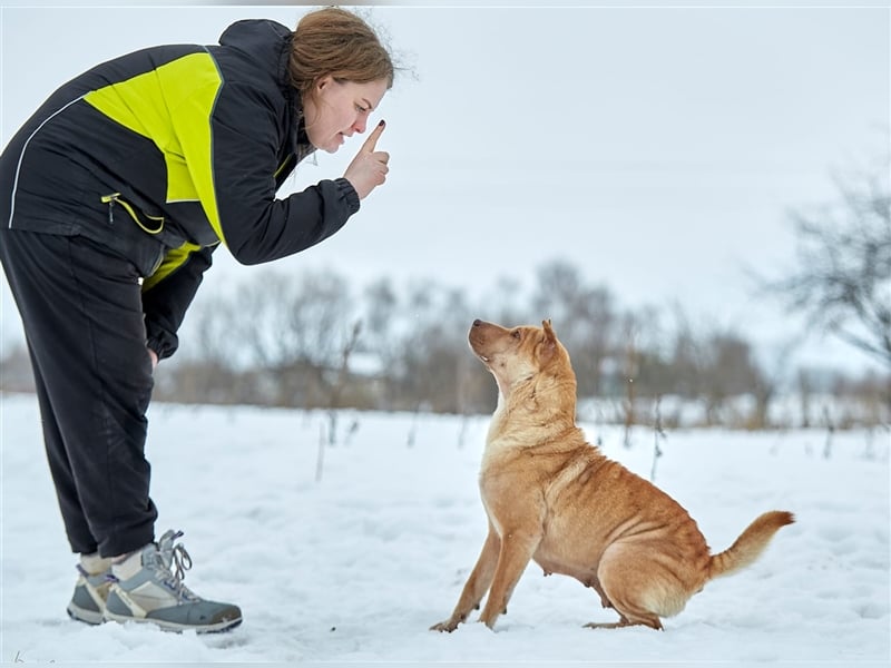 Shar-Pei-Mischling Bonya❤️sucht erfahrene Menschen