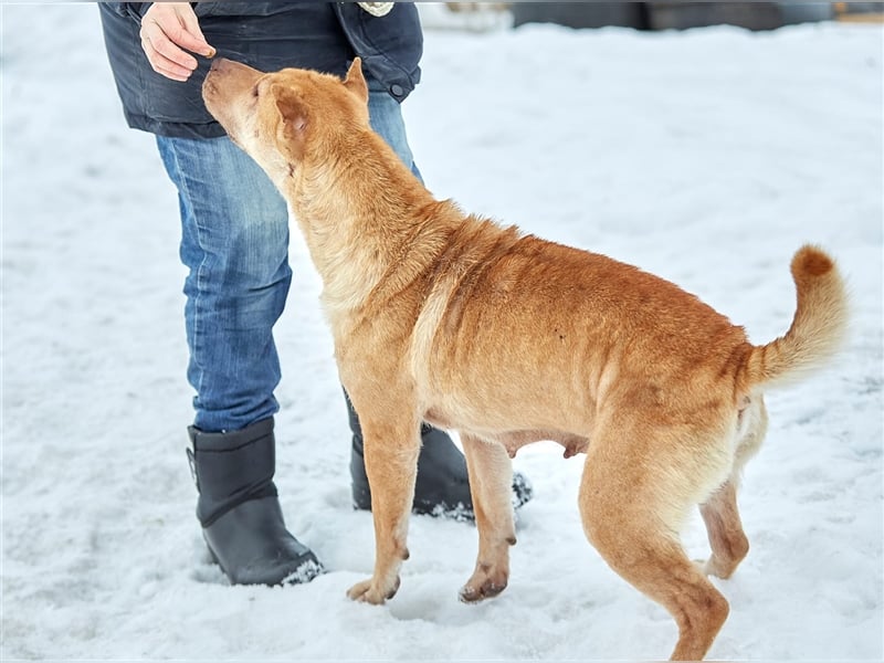 Shar-Pei-Mischling Bonya❤️sucht erfahrene Menschen