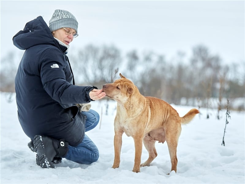 Shar-Pei-Mischling Bonya❤️sucht erfahrene Menschen