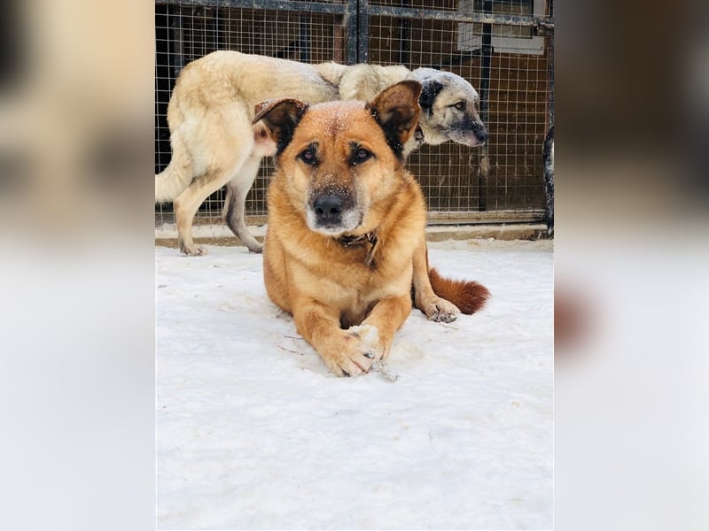 Molly❤️sehnt sich nach ihren Lieblingsmenschen