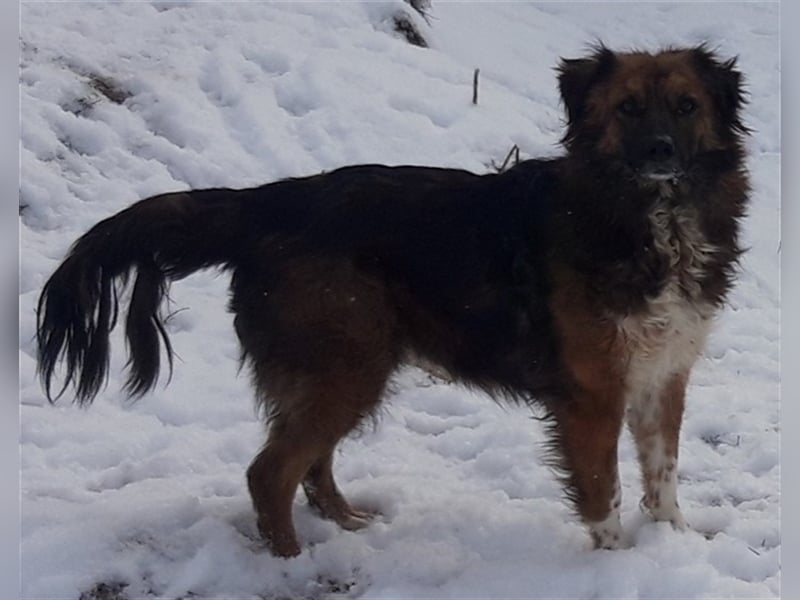 liebe Zarina