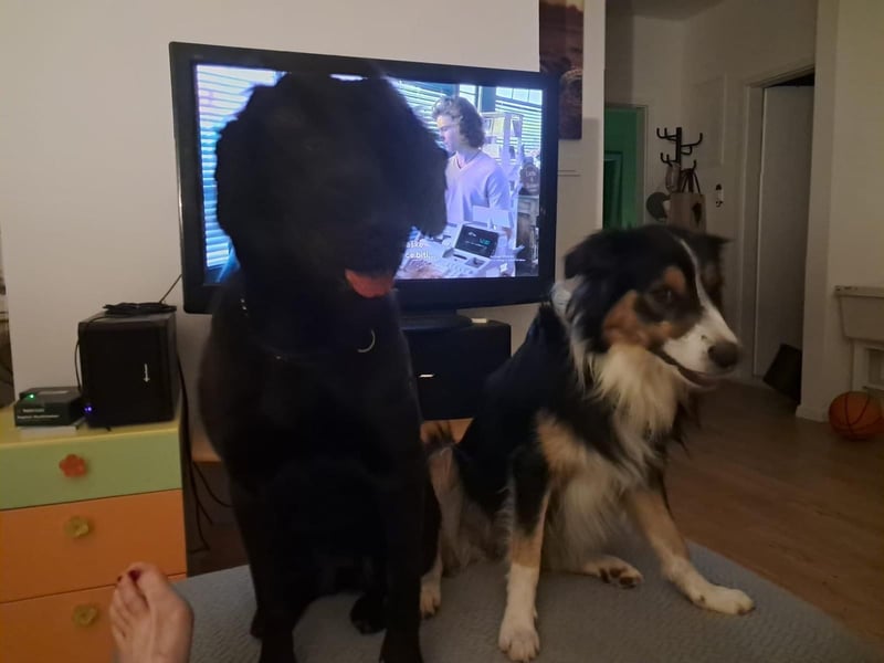 Rosi sucht ihr forever Home❤️