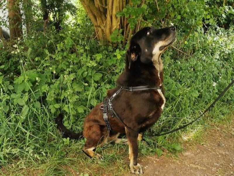 ZOE sucht ein Zuhause
