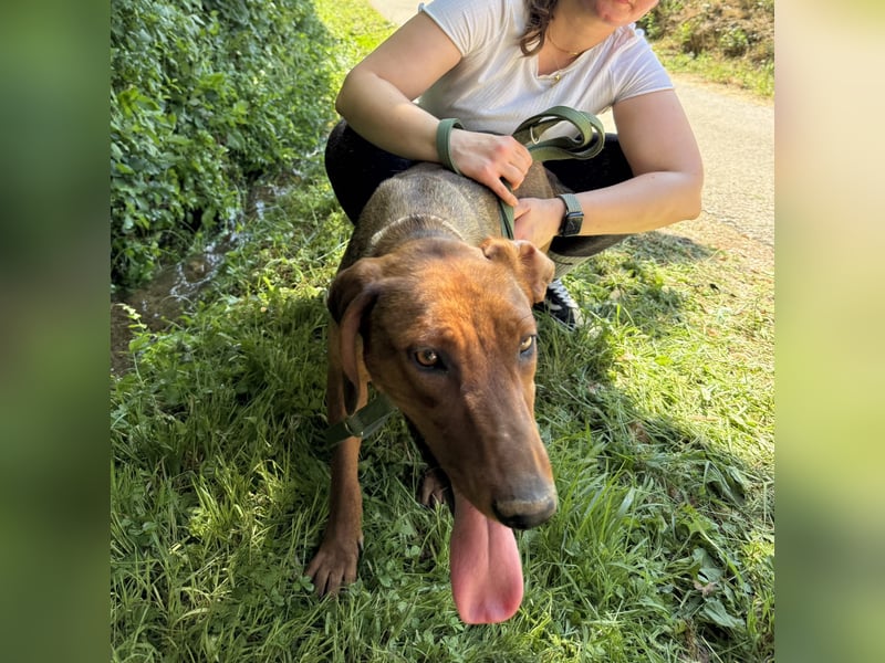 Liebe Luna sucht ländliches Zuhause ❤️
