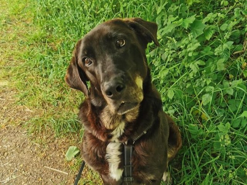 ZOE sucht ein Zuhause