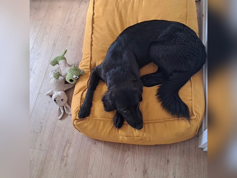 Rosi sucht ihr forever Home❤️