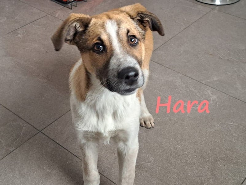 Hara 10/2024 (GRC) - super liebe, verschmuste und hübsche Welpin!