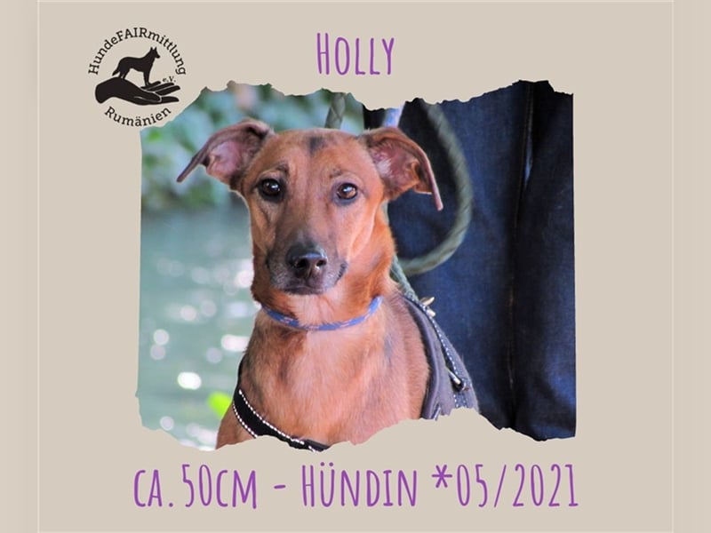 Holly
