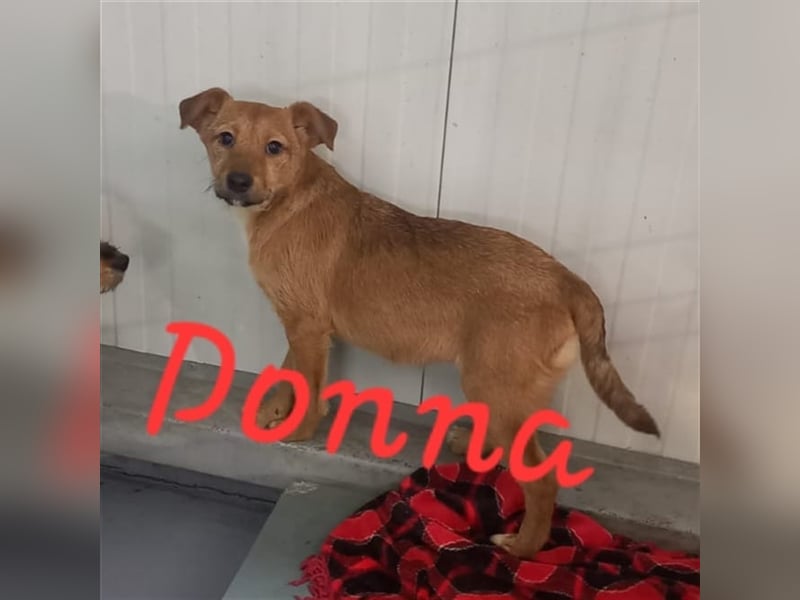 Unsere tolle Donna