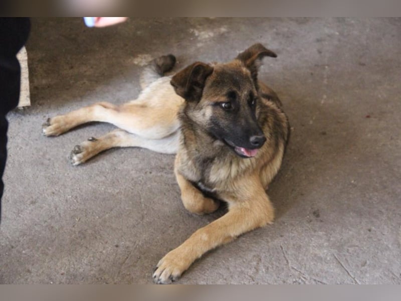 Tami - Hundeteenager sucht Freunde fürs Leben