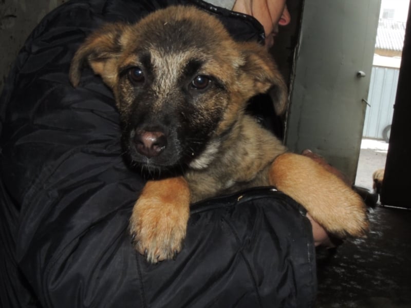 Tami - Hundeteenager sucht Freunde fürs Leben