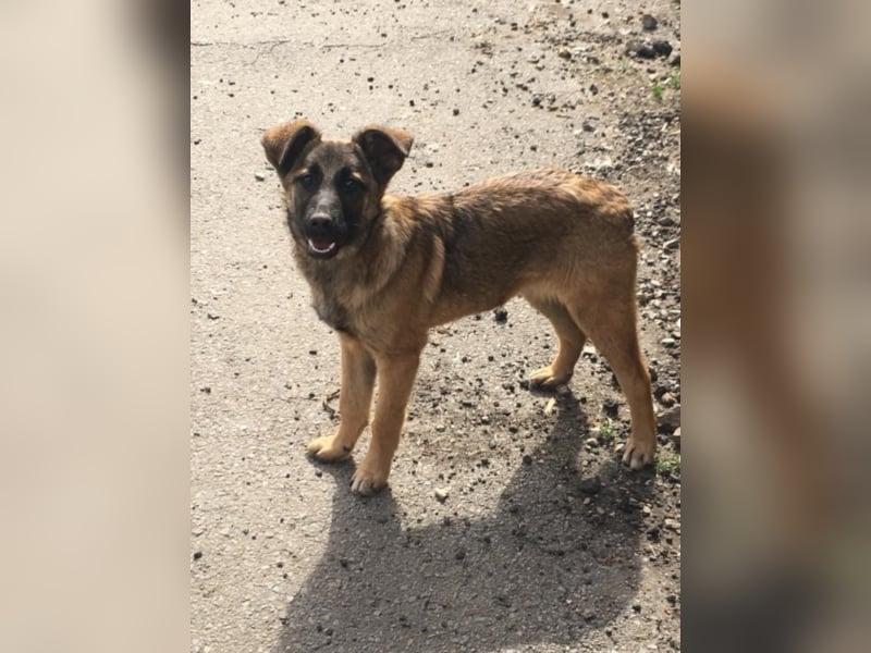 Tami - Hundeteenager sucht Freunde fürs Leben