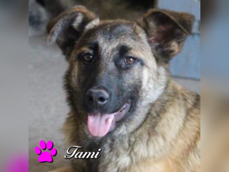 Tami - Hundeteenager sucht Freunde fürs Leben