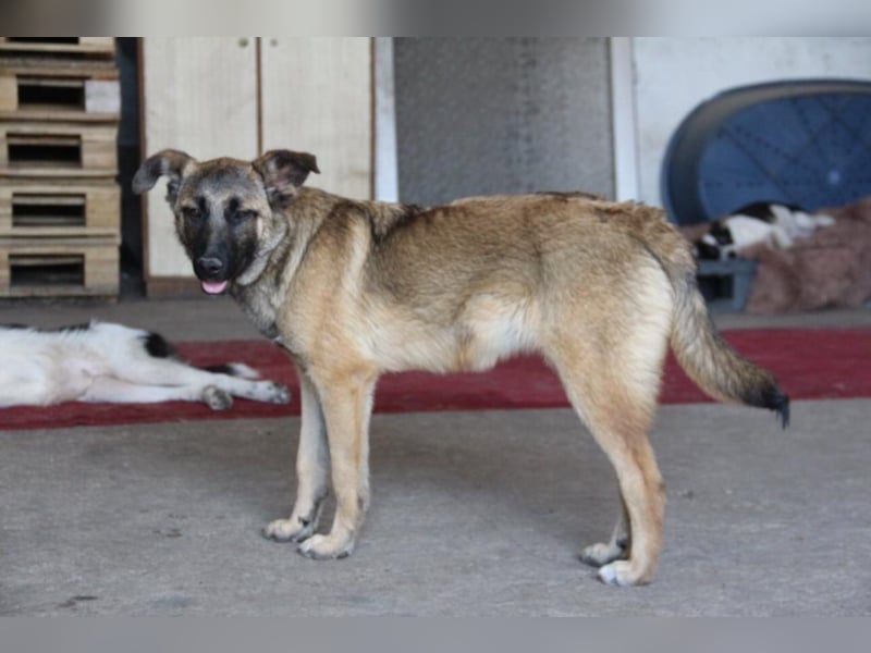 Tami - Hundeteenager sucht Freunde fürs Leben